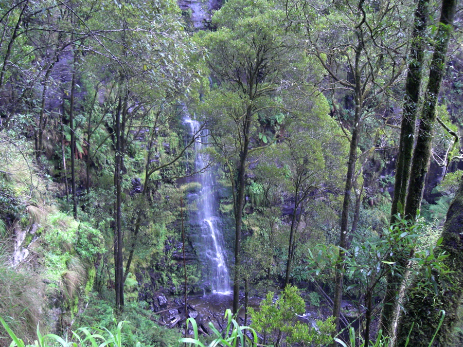 Waterfall in the Eucalpytis forest