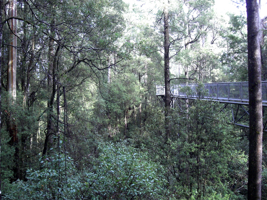 Skywalking in the trees