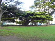 Tree on Phillip Island