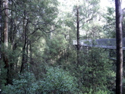 Skywalking in the trees
