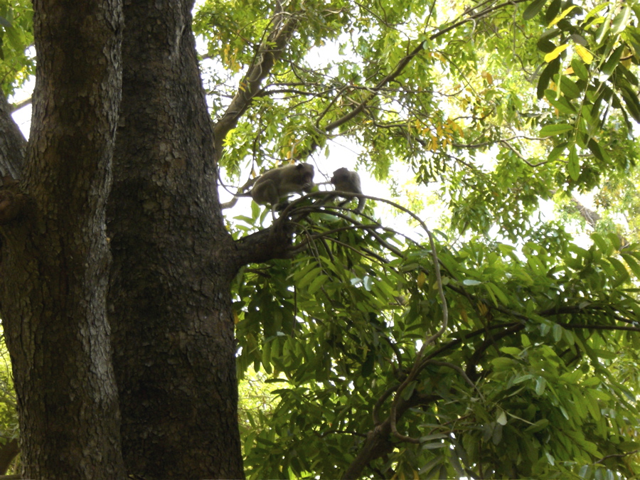 Phnom Penh: Wat Phnom monkeys