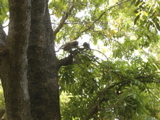 Phnom Penh: Wat Phnom monkeys