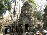 Ta Prohm: famous tree