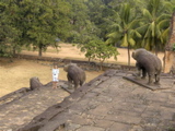 Roluos: Bakong, elephants, and Gosia