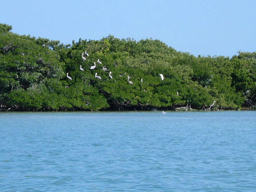 Pelican colony