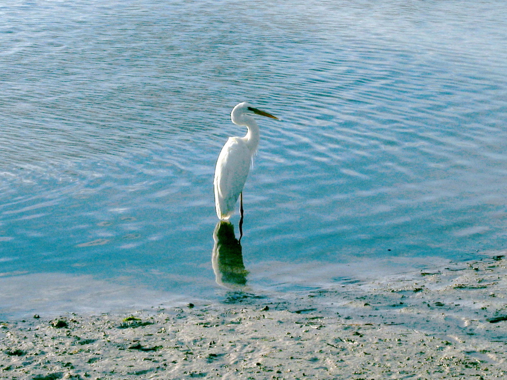 White heron