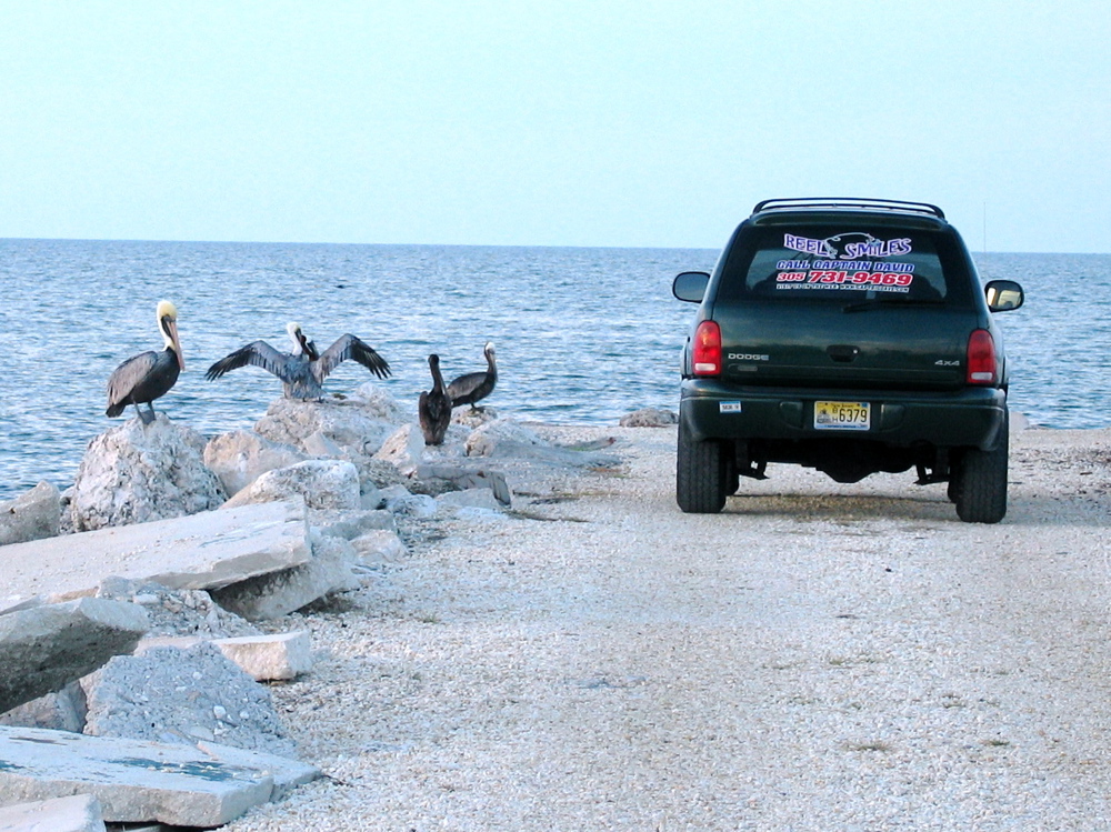 Pelicans