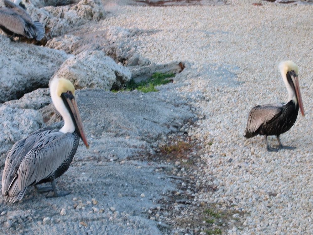 More pelicans