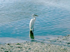 White heron