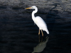 White Heron