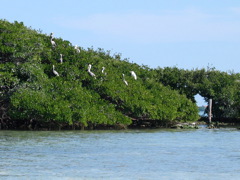 Pelican Colony