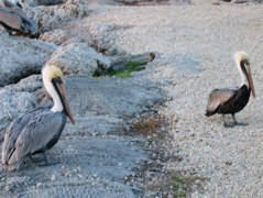 More pelicans