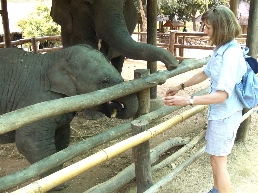 Baby elephants like sugar cane