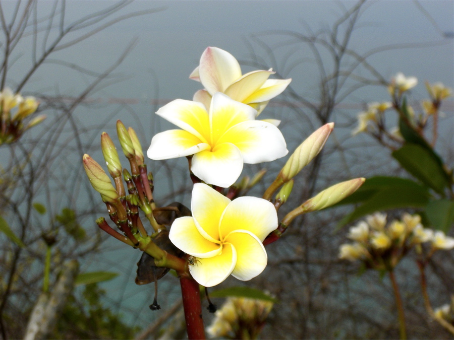 Ko Si Chang flower