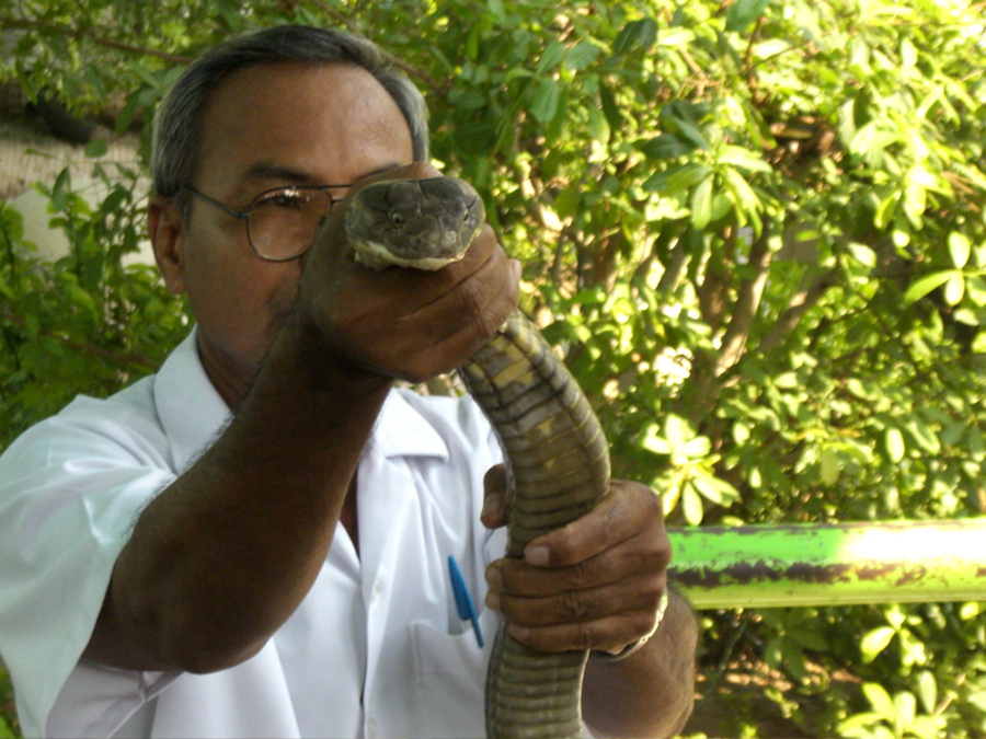 My friend the King Cobra