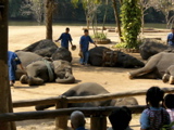 Elephants sleeping