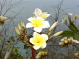 Ko Si Chang flower