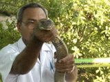 My friend the King Cobra