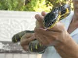 Malayan viper